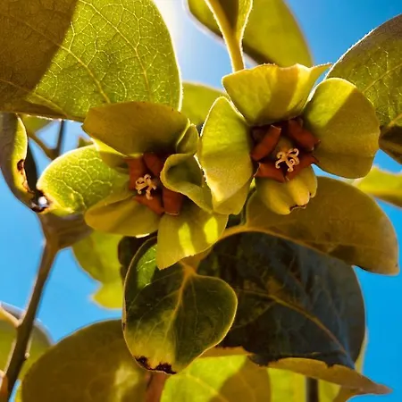 Afrikan Krisant Tenerife, Ecologica Villa *