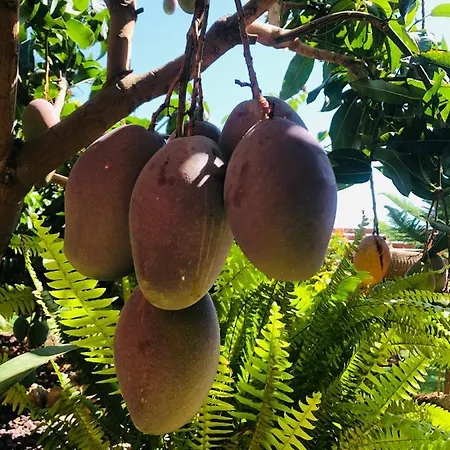 Afrikan Krisant Tenerife, Ecologica Villa *