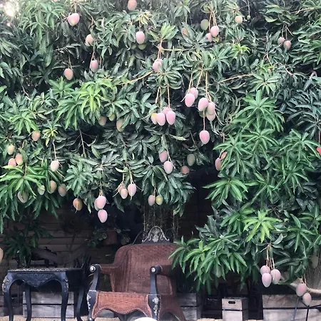 Villa Afrikan Krisant Tenerife, Ecologica Arafo