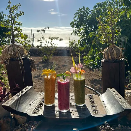 Afrikan Krisant Tenerife, Ecologica * Arafo