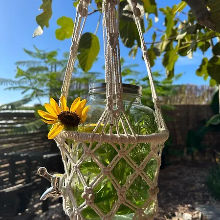 Afrikan Krisant Tenerife, Ecologica