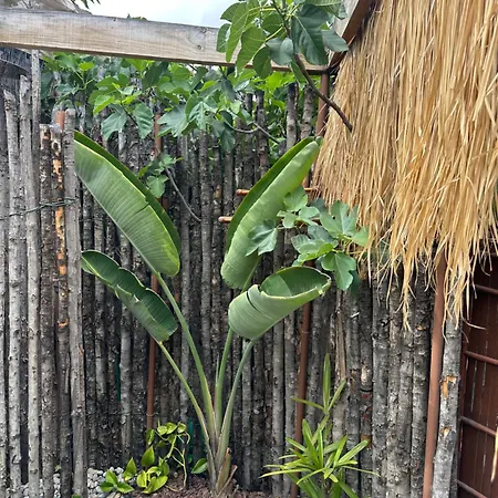 Villa Afrikan Krisant Tenerife, Ecologica Arafo