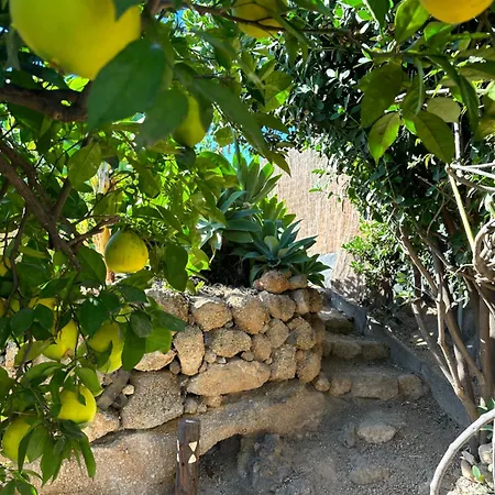 Afrikan Krisant Tenerife, Ecologica *